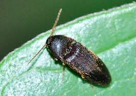 Attēlu rezultāti vaicājumam “Melanotus sp.”