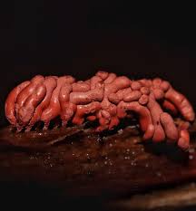 Attēlu rezultāti vaicājumam “Arcyria stipata”