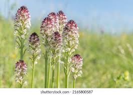 Attēlu rezultāti vaicājumam “Orchis ustulata flower”