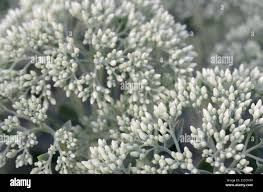 Attēlu rezultāti vaicājumam “Hylotelephium telephium leaf”