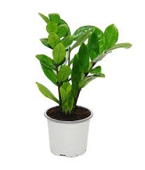 Image result for zamiokulkas