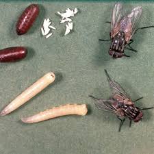 Attēlu rezultāti vaicājumam “Musca domestica”