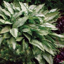 Image result for Pulmonaria Silverado