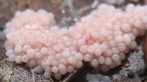 Attēlu rezultāti vaicājumam “Enerthenema papillatum”