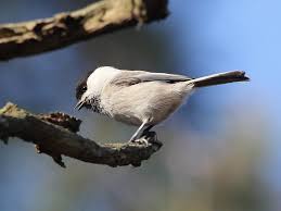 Attēlu rezultāti vaicājumam “Poecile montanus”