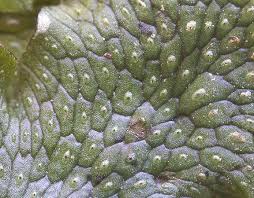 Attēlu rezultāti vaicājumam “Conocephalum”