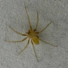 Attēlu rezultāti vaicājumam “Cheiracanthium sp.”