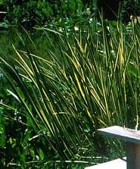 Attēlu rezultāti vaicājumam “Acorus calamus”