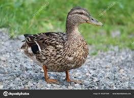 Attēlu rezultāti vaicājumam “Anas platyrhynchos female”