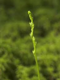 Attēlu rezultāti vaicājumam “Hammarbya paludosa leaf”