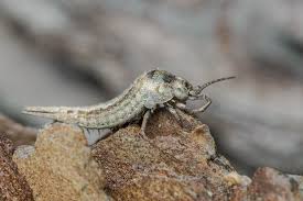 Attēlu rezultāti vaicājumam “Machilidae”