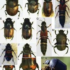 Attēlu rezultāti vaicājumam “Aphodius subterraneus”