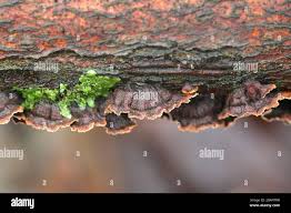 Attēlu rezultāti vaicājumam “Hymenochaete tabacina”