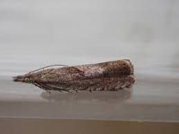 Attēlu rezultāti vaicājumam “Dichrorampha simpliciana”