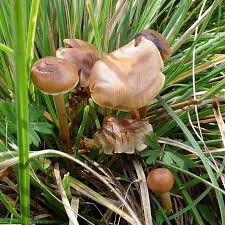 Attēlu rezultāti vaicājumam “Psathyrella sp.”