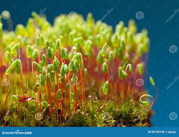 Attēlu rezultāti vaicājumam “Pohlia nutans sporophyte”