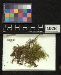 Attēlu rezultāti vaicājumam “Hylocomiastrum umbratum”