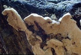 Attēlu rezultāti vaicājumam “Steccherinum bourdotii”