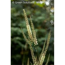 Image result for Silberkerze