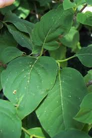 Attēlu rezultāti vaicājumam “Syringa reticulata subsp. amurensis leaf”
