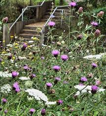 Image result for Centaurea nigra