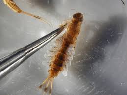 Attēlu rezultāti vaicājumam “Siphlonurus”