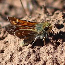 Attēlu rezultāti vaicājumam “Hesperia comma underside”
