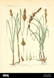 Attēlu rezultāti vaicājumam “Cyperaceae”