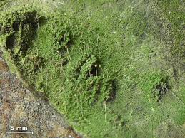 Attēlu rezultāti vaicājumam “Chaenotheca phaeocephala”