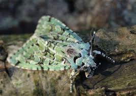 Attēlu rezultāti vaicājumam “Griposia aprilina”