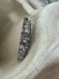 Attēlu rezultāti vaicājumam “Dioryctria abietella”