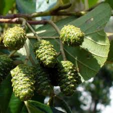 Attēlu rezultāti vaicājumam “Alnus glutinosa fruit”
