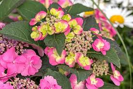 Attēlu rezultāti vaicājumam “Hydrangea arborescens subsp. discolor”