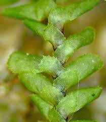 Attēlu rezultāti vaicājumam “Scapania”