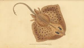 Image result for Raja clavata