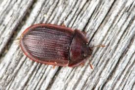 Attēlu rezultāti vaicājumam “Ostoma ferruginea”