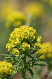 Attēlu rezultāti vaicājumam “Euphorbia cyparissias flower”