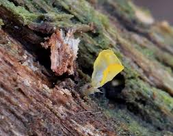 Attēlu rezultāti vaicājumam “Calocera pallidospathulata”