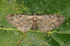 Attēlu rezultāti vaicājumam “Eupithecia icterata”