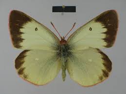 Attēlu rezultāti vaicājumam “Colias palaeno”