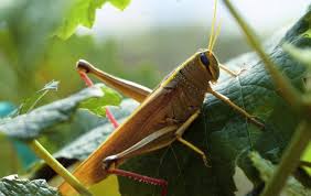 Attēlu rezultāti vaicājumam “Orthoptera”