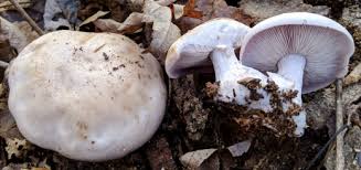 Attēlu rezultāti vaicājumam “Lentinus lepideus”