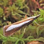 Attēlu rezultāti vaicājumam “Catoptria margaritella”