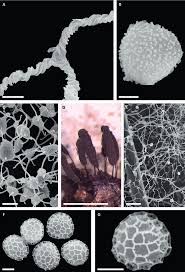 Attēlu rezultāti vaicājumam “Diderma montanum var. album”