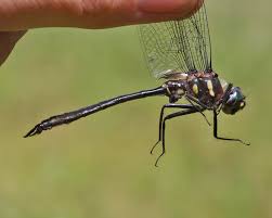 Attēlu rezultāti vaicājumam “Comatricha ellae macro”