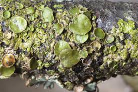 Attēlu rezultāti vaicājumam “Melanohalea exasperata”