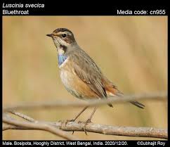 Attēlu rezultāti vaicājumam “Luscinia svecica adult”