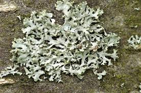 Attēlu rezultāti vaicājumam “Physcia tenella”