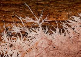 Attēlu rezultāti vaicājumam “Steccherinum fimbriatum”