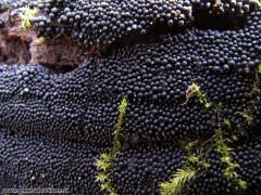 Attēlu rezultāti vaicājumam “Ruzenia spermoides”